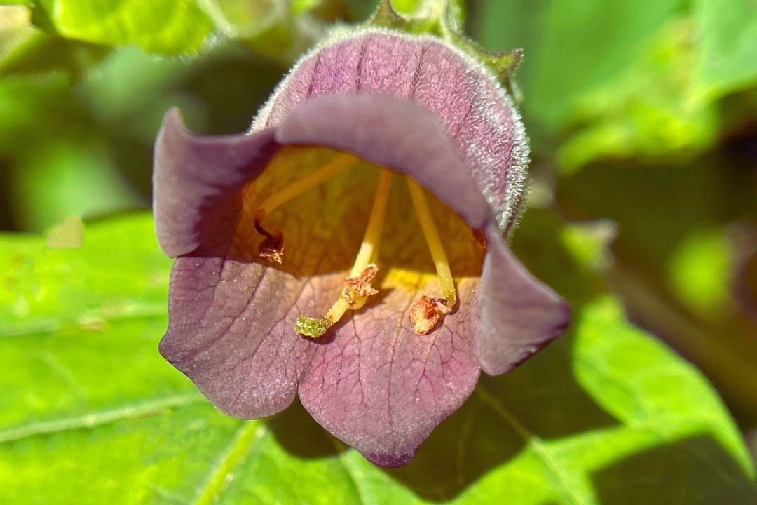 8 Poisonous Flowers in the World