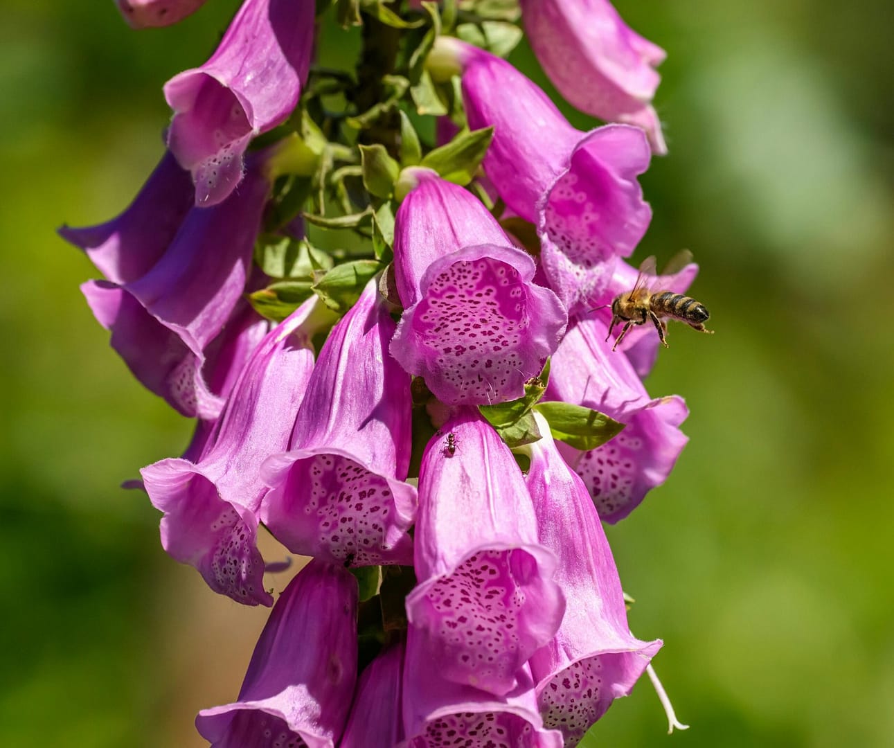 Close-up of purple foxglove flowers with speckled interiors, a toxic yet captivating plant known for its dangerous cardiac effects.