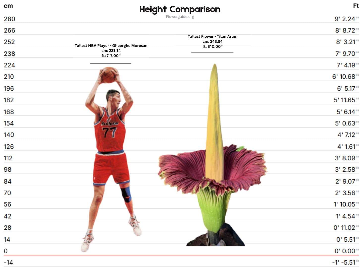 Height comparison chart showing Gheorghe Muresan, the tallest NBA player at 7'7'' (231.14 cm), beside the Titan Arum, the tallest flower in the world at 8'0'' (243.84 cm)."