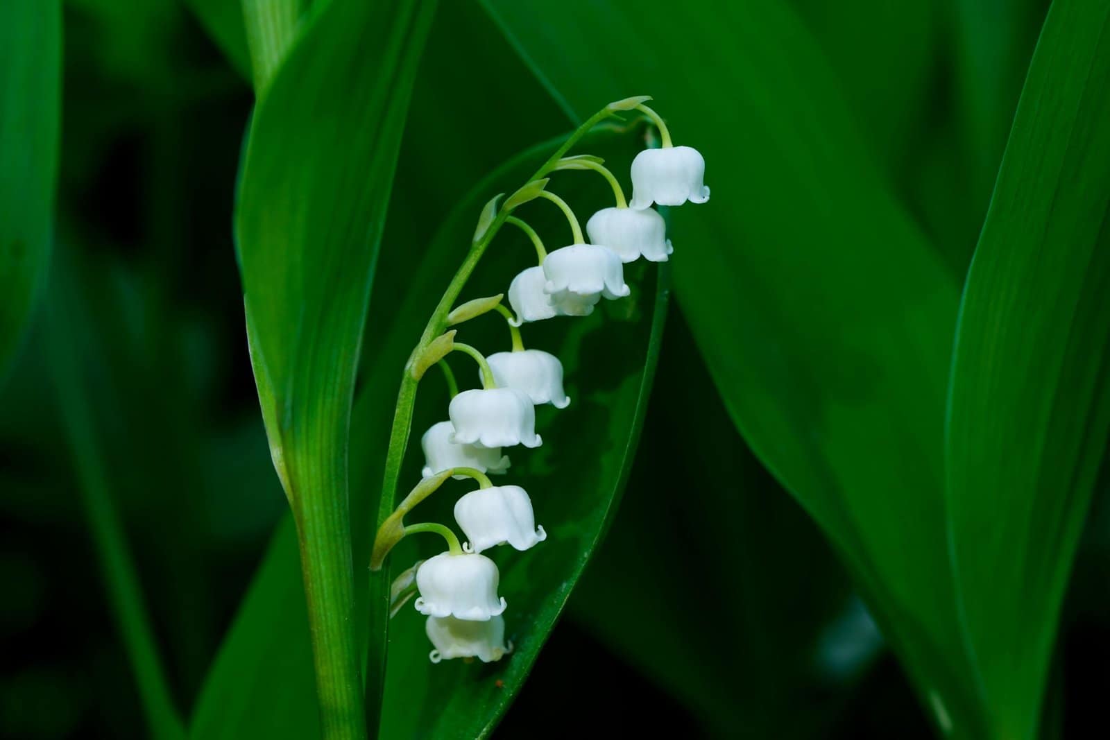 A close-up of the delicate white bell-shaped flowers of the Lily of the Valley surrounded by lush green leaves, a plant known for its alluring beauty and high toxicity.