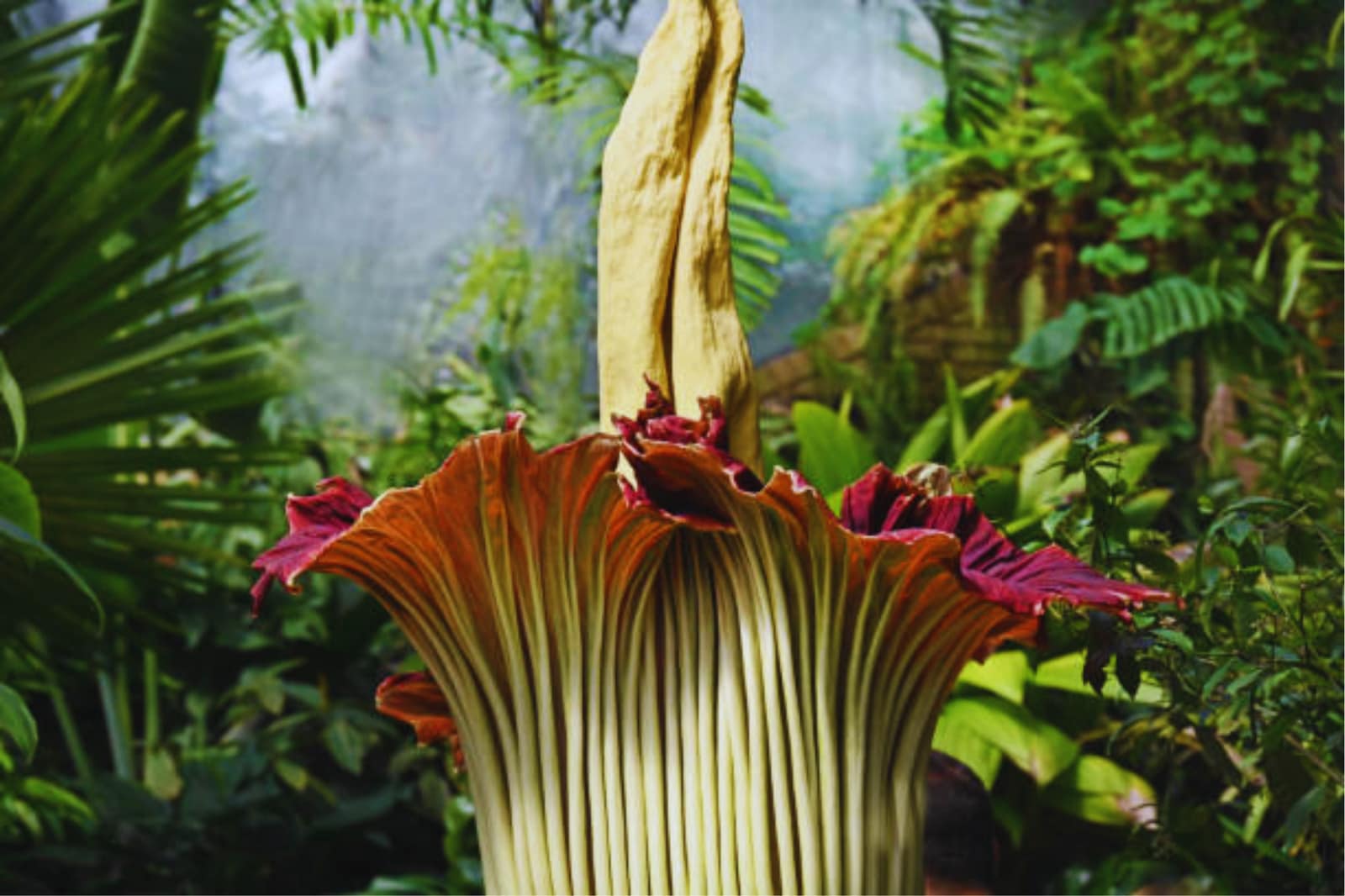 Tallest flower in the World