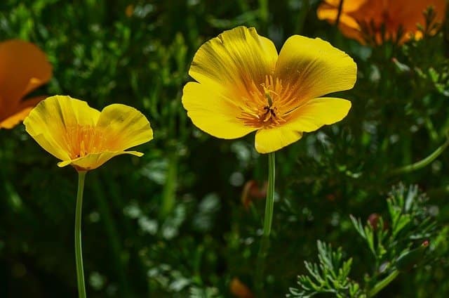 Two golden poppies with bright yellow-orange petals, symbolizing beauty and new beginnings. Monochromatic Flowers