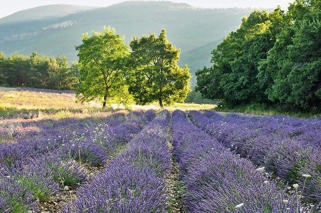 A field of lavender flowers in full bloom, symbolizing peace, calmness, and relaxation. Monochromatic Flowers