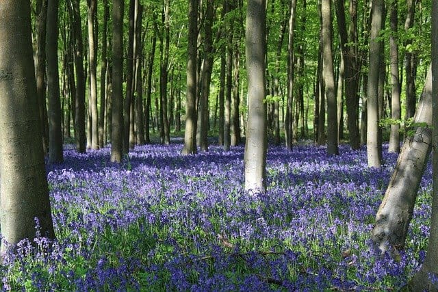 Bluebell flowers in a woodland, showcasing bell-shaped blue petals. Monochromatic Flowers
