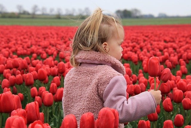 A child walking through a vibrant field of red tulips, symbolizing love and new beginnings. Monochromatic Flowers