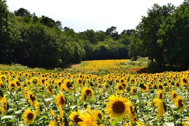 Close-up of a vibrant sunflower with bright yellow petals, symbolizing happiness and positivity. Monochromatic Flowers