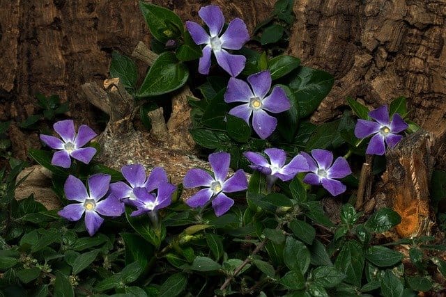 Purple Vinca flower in full bloom, symbolizing friendship and remembrance. Monochromatic Flowers