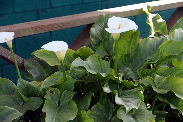 Close-up of an elegant white Calla Lily in full bloom, symbolizing beauty and purity. Monochromatic Flowers