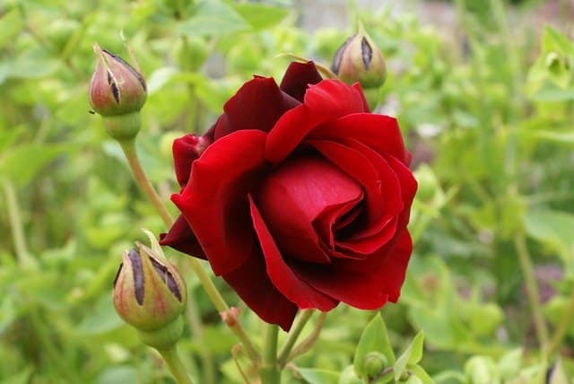 Close-up of a red rose with vibrant petals, symbolizing love and passion. Monochromatic Flowers