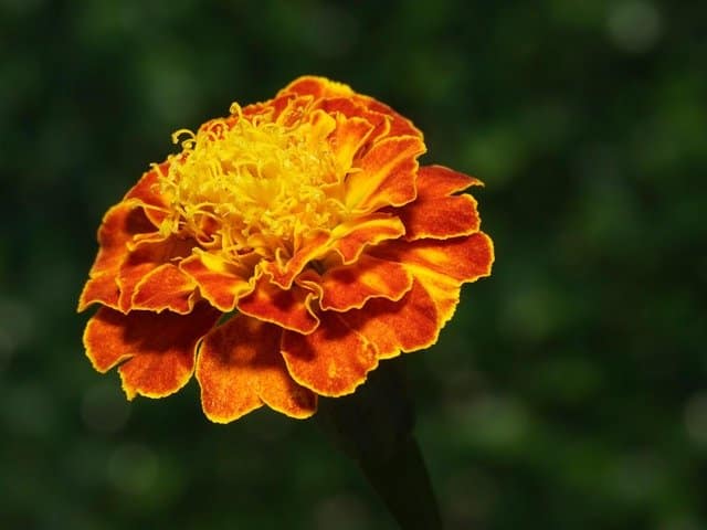 Bright orange marigold flower in full bloom, symbolizing positivity and joy. Monochromatic Flowers