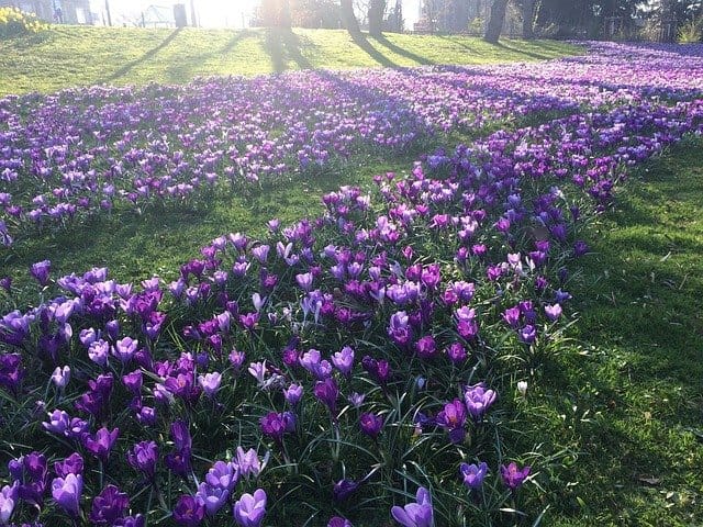 A vibrant field of crocus flowers blooming in spring, symbolizing renewal and the arrival of warmer days. Monochromatic Flowers