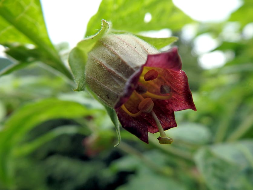 A close-up of the Deadly Nightshade (Atropa belladonna) flower, featuring its purple-brown petals and yellow stamens, set against a backdrop of green foliage.