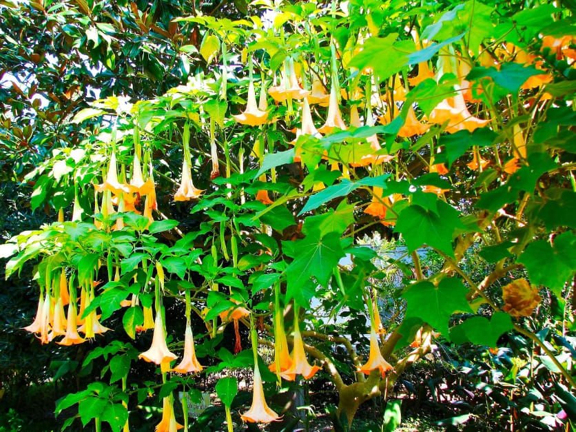 A tree covered with large, hanging orange and yellow trumpet-shaped flowers surrounded by vibrant green leaves.