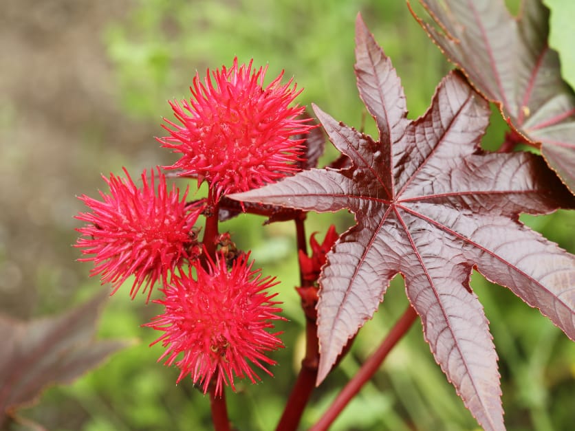 A close-up of bright red spiky seed pods on a Castor Bean Plant, with a large burgundy-colored leaf nearby.