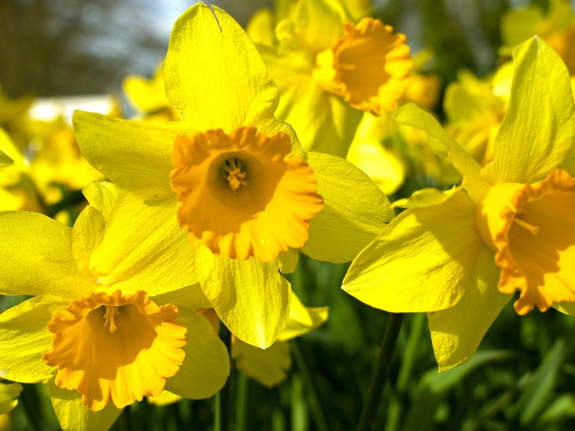 A close-up of bright yellow daffodil flowers with vibrant green stems and leaves in a sunlit garden.
