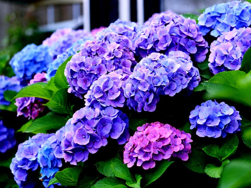 "A vibrant cluster of Hydrangea flowers in shades of blue, purple, and pink, surrounded by lush green leaves in a garden setting.