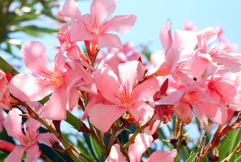Close-up of pink oleander flowers under sunlight, a beautiful yet extremely toxic plant found in various climates.